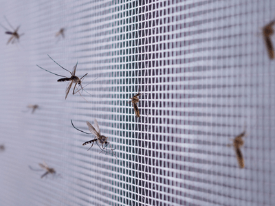 About Weatogue - bee hive relocation experts in Weatogue